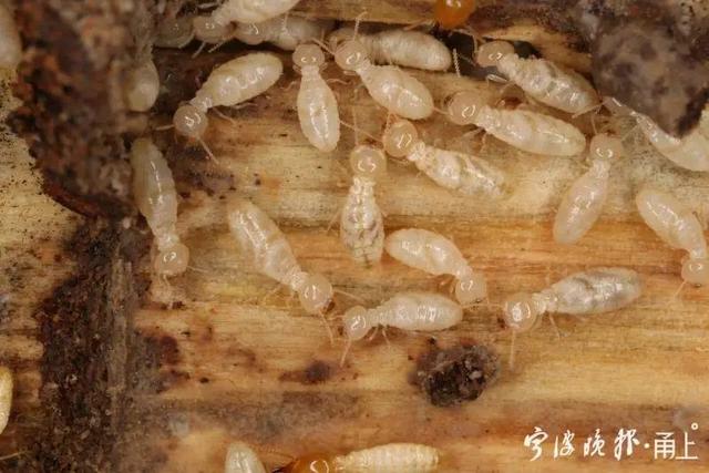 密密麻麻全是白蚁小伙一礼拜不敢开窗不少人家里也中招