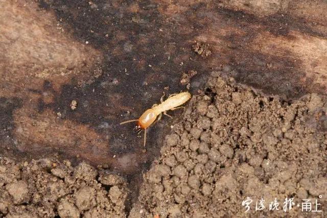 密密麻麻全是白蚁小伙一礼拜不敢开窗不少人家里也中招