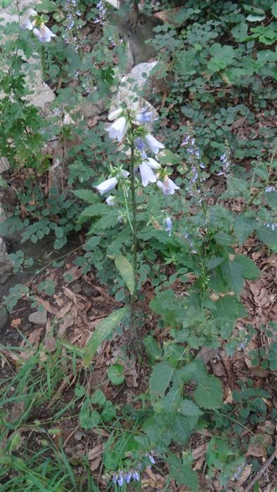 荠苨能润燥化痰清热解毒主肺燥咳嗽咽喉肿痛