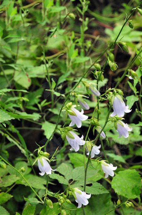 荠苨能润燥化痰清热解毒主肺燥咳嗽咽喉肿痛
