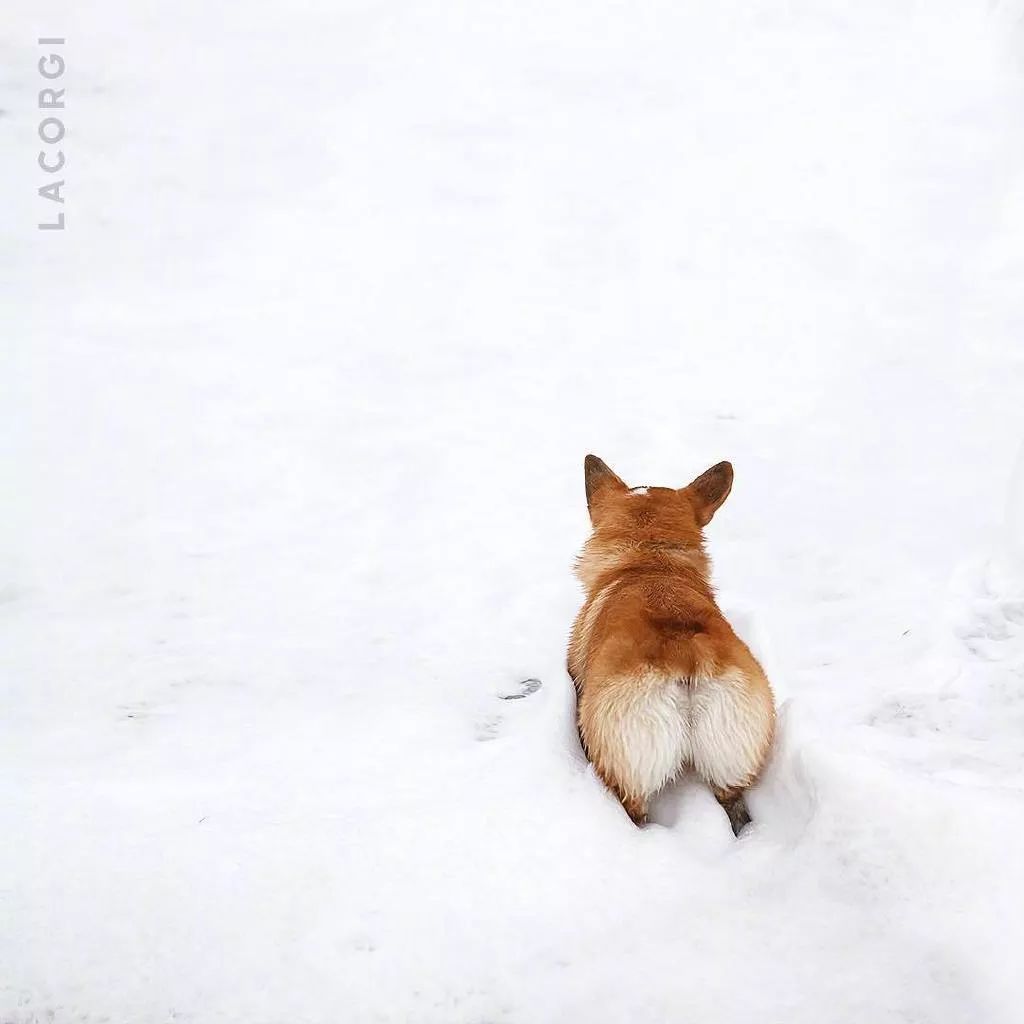 柯基臀模最新屁照!这个屁屁也太绝了吧!