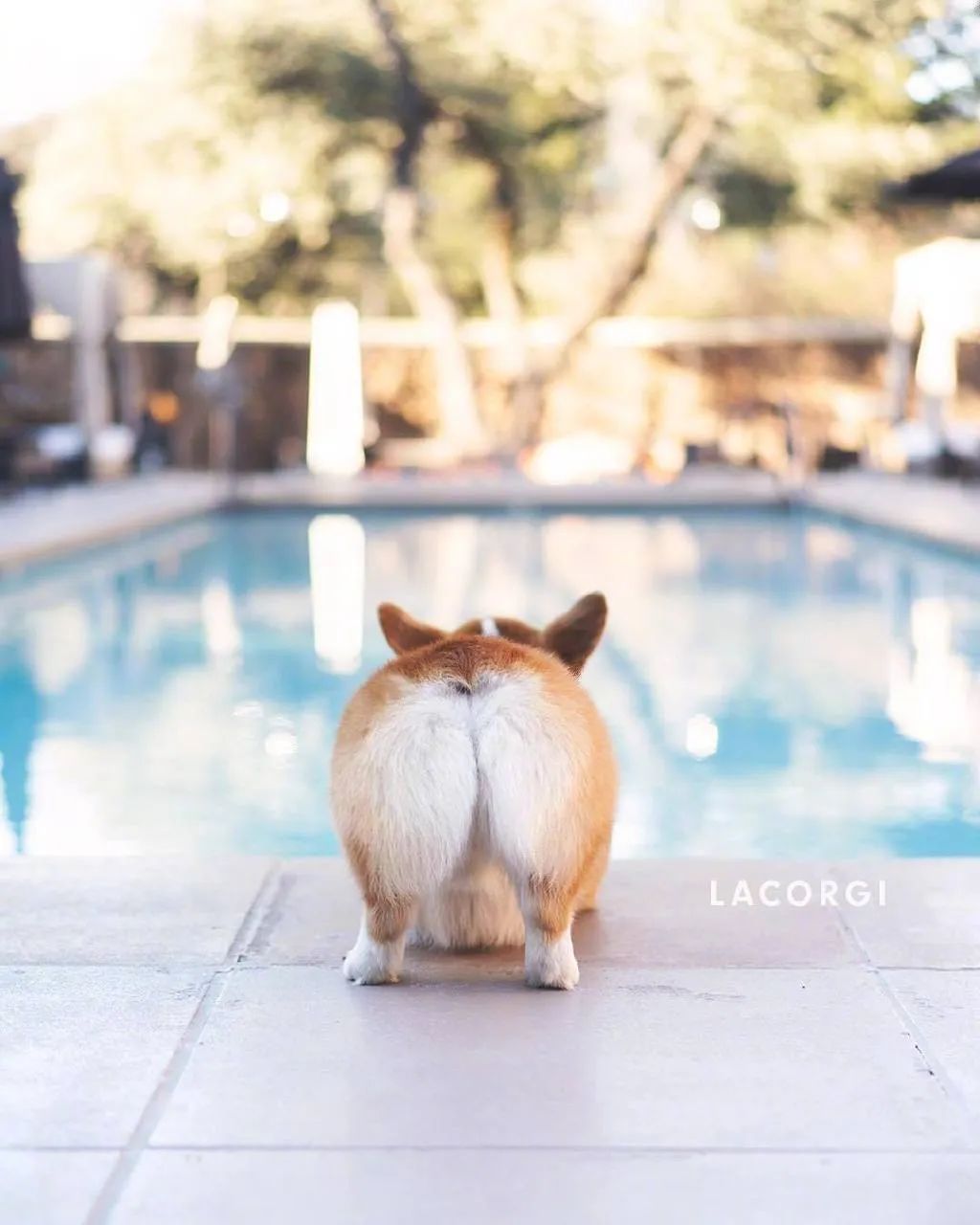 柯基臀模最新屁照!这个屁屁也太绝了吧!