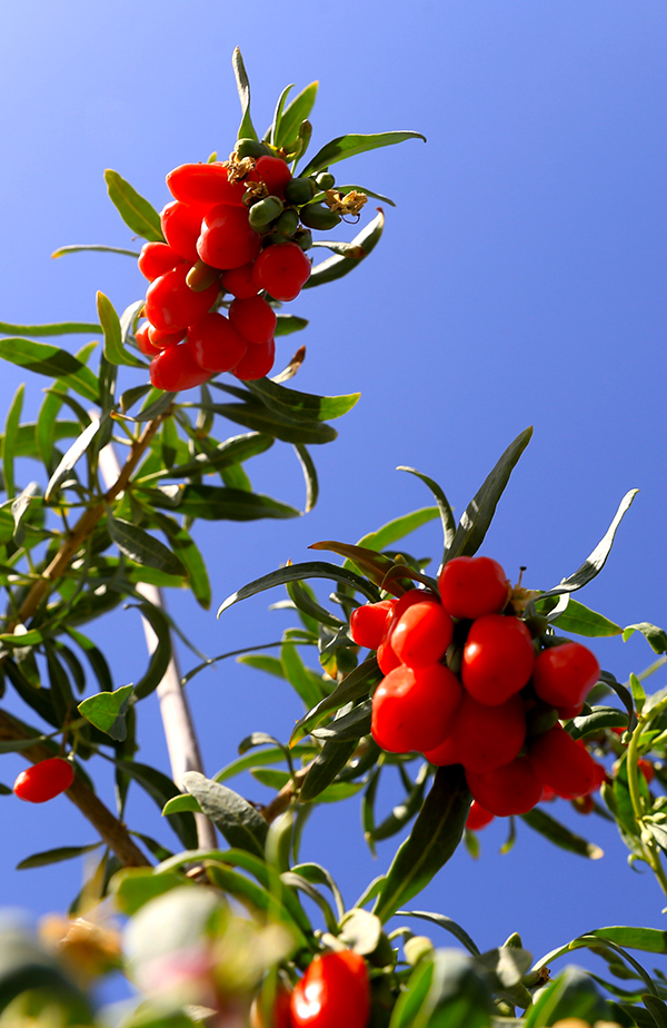 宁夏头茬枸杞进入采摘期 田间直播带货订单不断