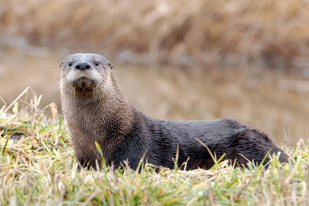 比任何动物更会嘤嘤嘤的水獭打起架来甚至不输鳄鱼