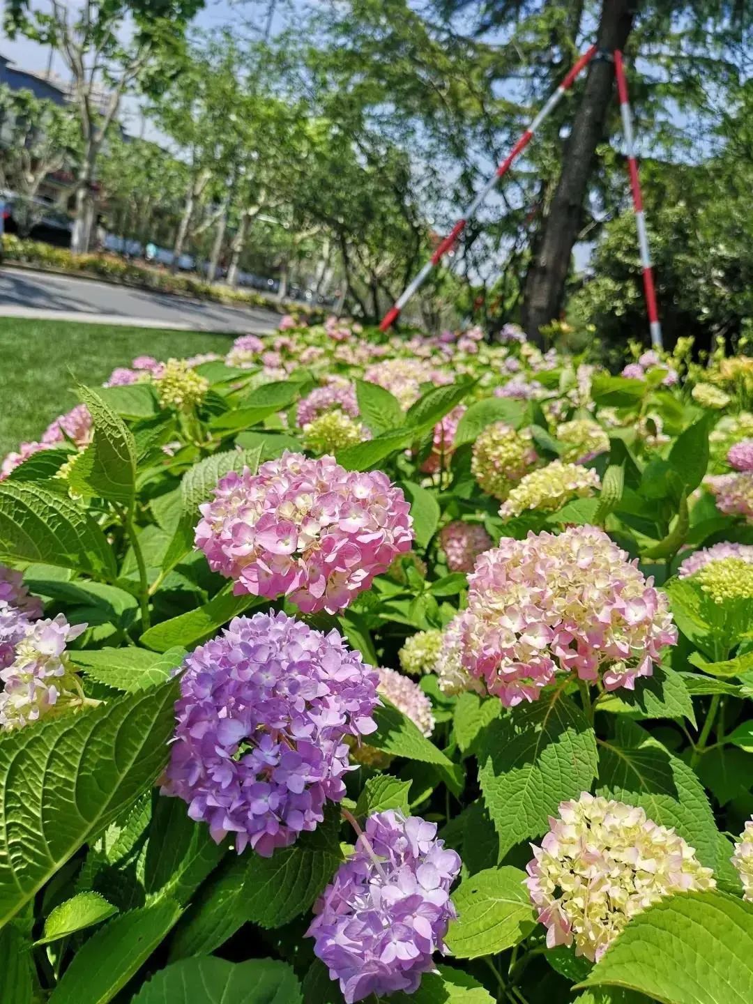 探索 申城这些花坛花境等你来欣赏 一大波美图来袭 绿地 新浪财经 新浪网 探索 申城这些花坛花境等你来欣赏 一大波美图来袭 绿地 新浪财经 新浪网