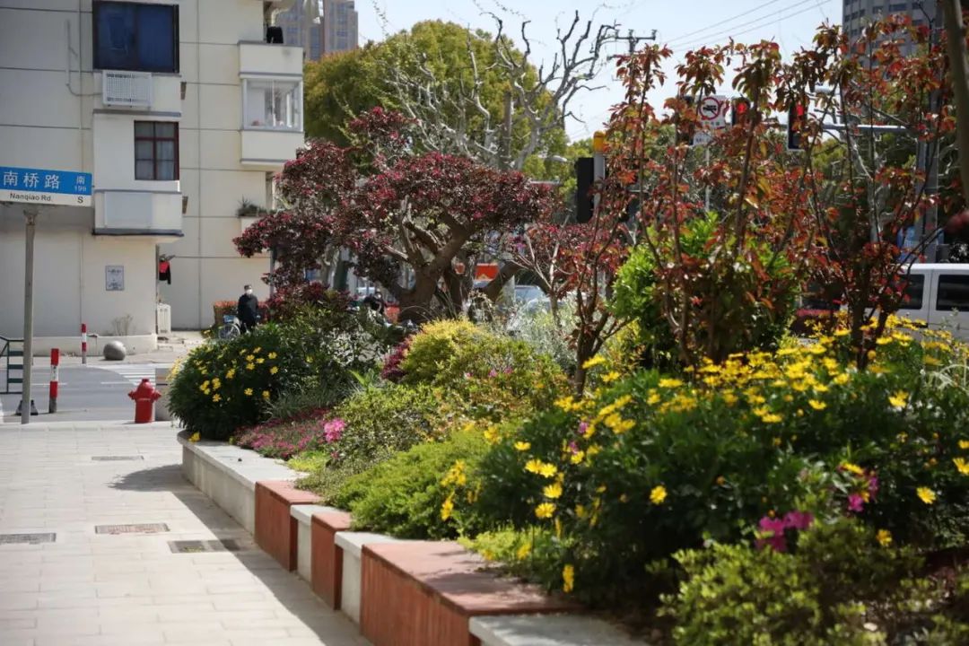 探索申城这些花坛花境等你来欣赏一大波美图来袭