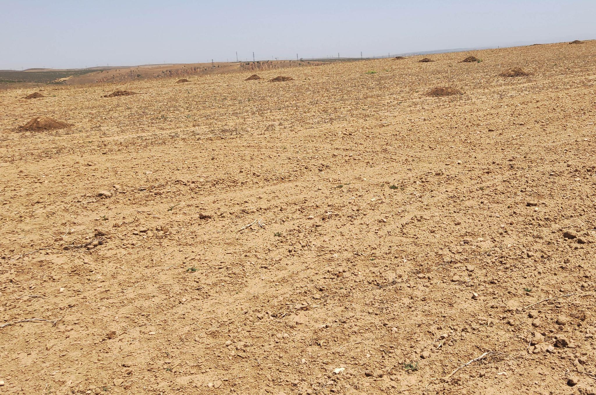 内蒙古干旱面积超四成牧区旱情严峻