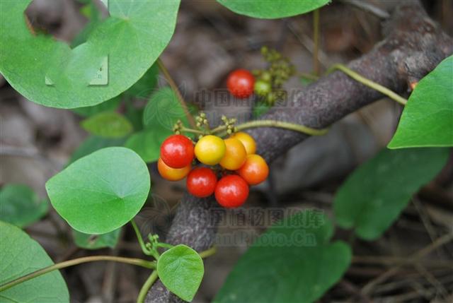 千金藤见过吗可用于咽喉肿痛牙痛脚气水肿