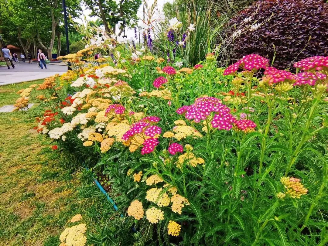 探索 申城这些花坛花境等你来欣赏 一大波美图来袭 绿地 新浪财经 新浪网 探索 申城这些花坛花境等你来欣赏 一大波美图来袭 绿地 新浪财经 新浪网