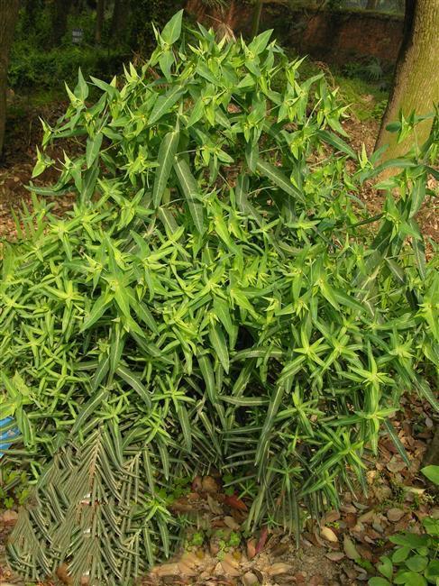 小巴豆,见过吗?外用祛黑痣,瘊子,顽癣