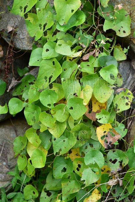 千金藤见过吗可用于咽喉肿痛牙痛脚气水肿