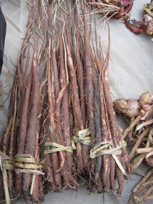 千斤拔,见过吗?能祛风湿,强腰膝,用于风湿性关节炎,腰腿痛