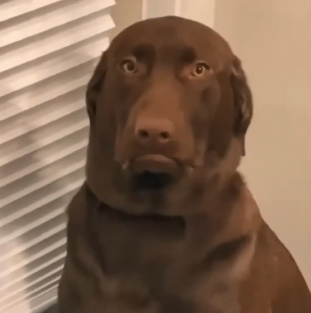 拉拉做错事被罚站,这个不服气的小表情,乐翻了网友!