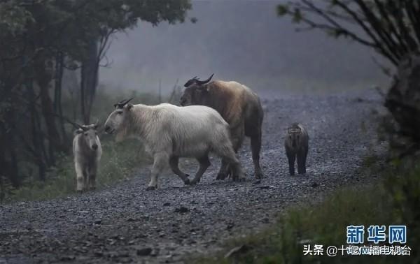 十堰首次出现国家一级保护动物羚牛