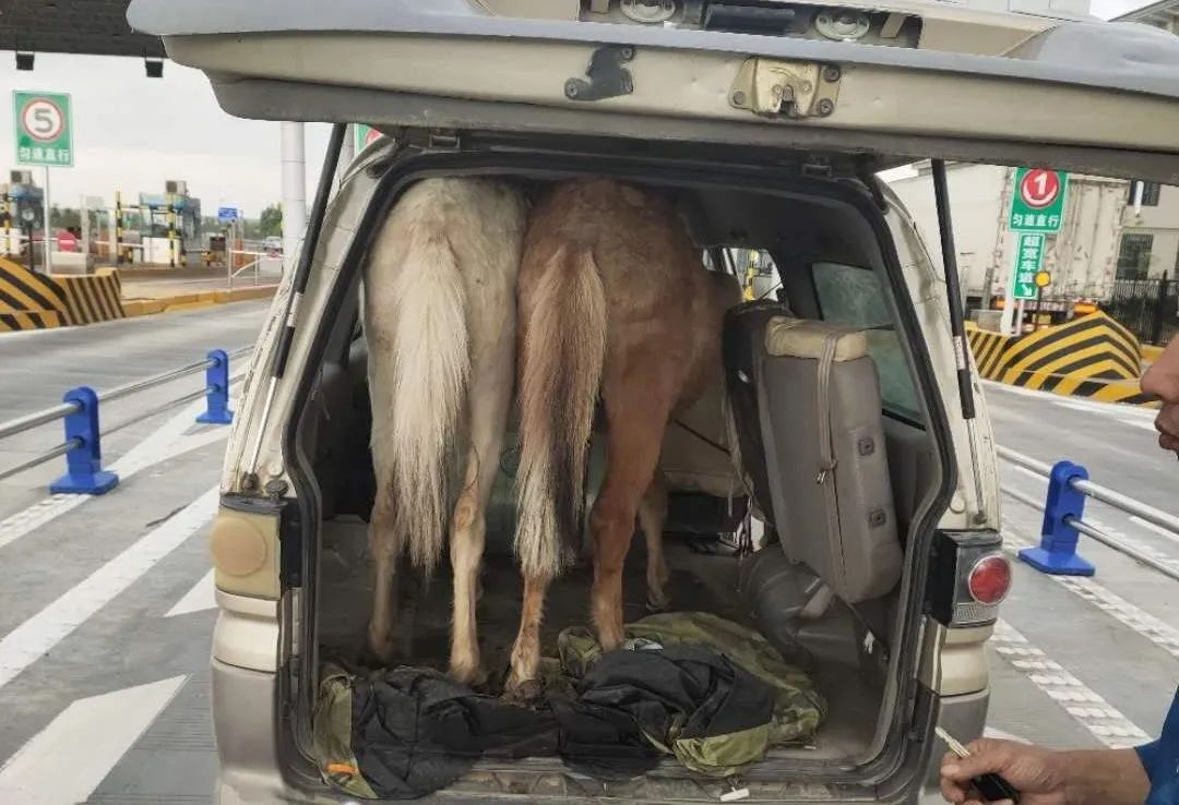 3头"牛魔王"乘轿车上高速,被宁夏交警逮住了