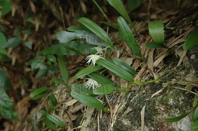 转告父母:果上叶,见过吗?用于气管炎,咽炎,风湿筋骨疼痛,外用治骨折