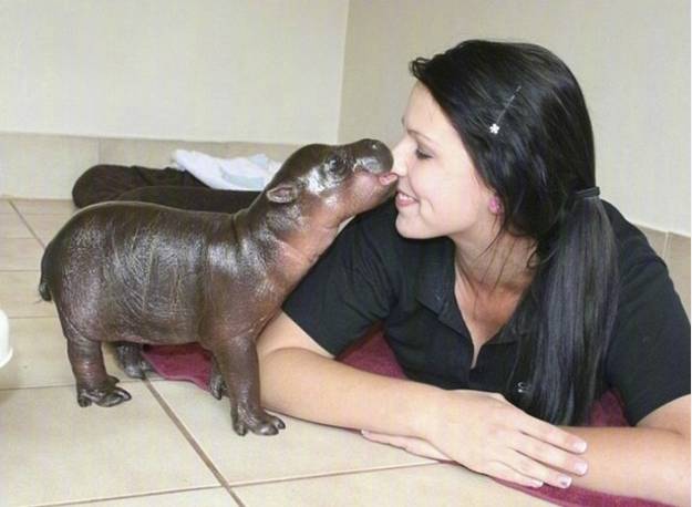 河马宝宝的一组照片简直赤果果地诠释了什么叫丑萌