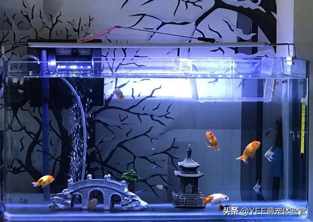 Em益生菌 稳定鱼缸水质 养鱼人才懂它的好 微生物 细菌 新浪新闻 Em益生菌 稳定鱼缸水质 养鱼人才懂它的好 微生物 细菌 新浪新闻