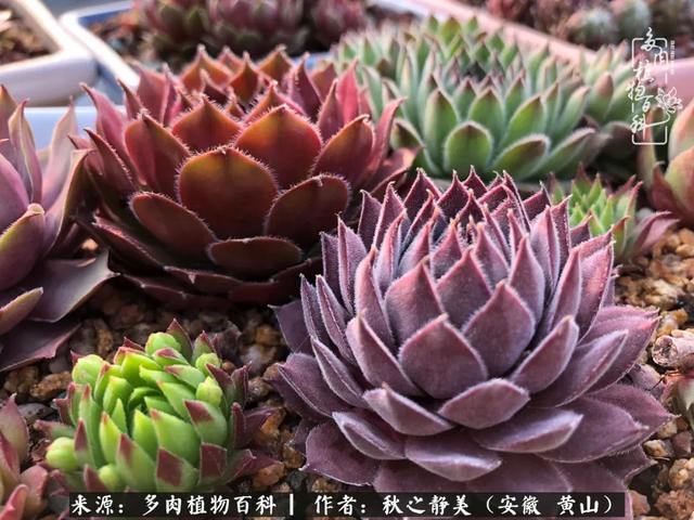 风霜雪雨 四季轮回 多肉因此美丽 人生亦然 玫瑰 长生草 杀手 新浪新闻