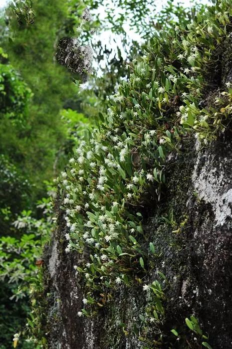 用于气管炎,咽炎,风湿筋骨疼痛,外用治骨折