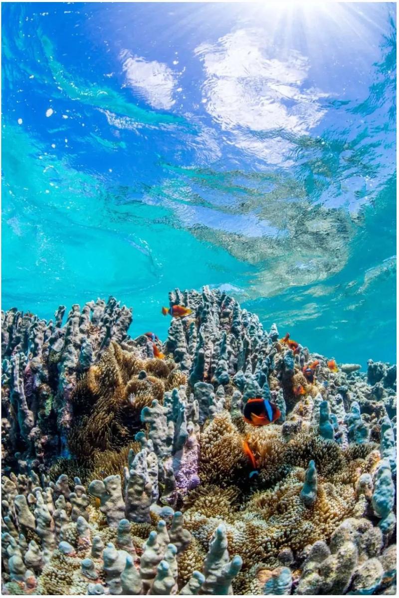 "保护红树林,保护海洋生态",从成为认知者开始