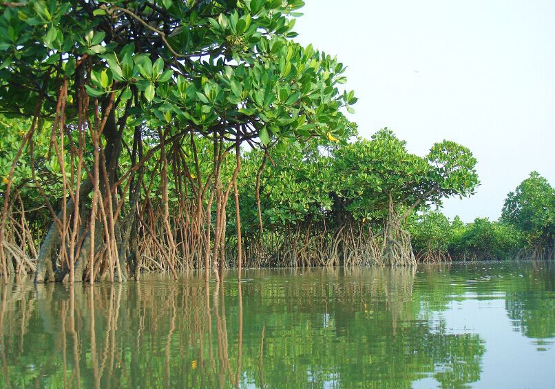 珠海红树林保护区图片