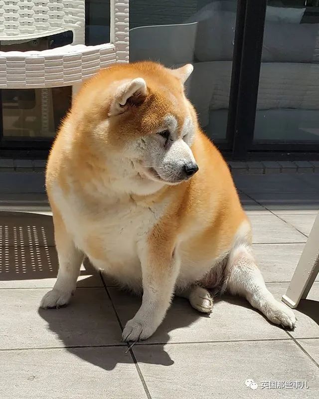 每天只吃一顿饭却仍然浑圆如猪,这只胖柴犬,可爱得让人心疼啊