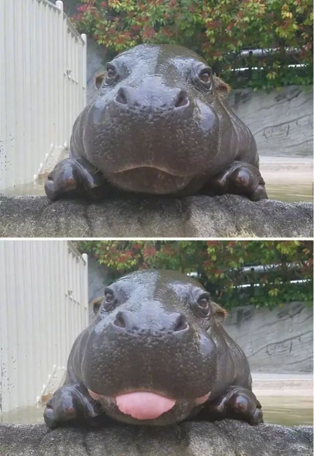 河马宝宝的一组照片简直赤果果地诠释了什么叫丑萌