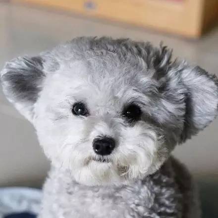 超萌的小贵宾犬耳朵居然会自己动,这也太酷了!