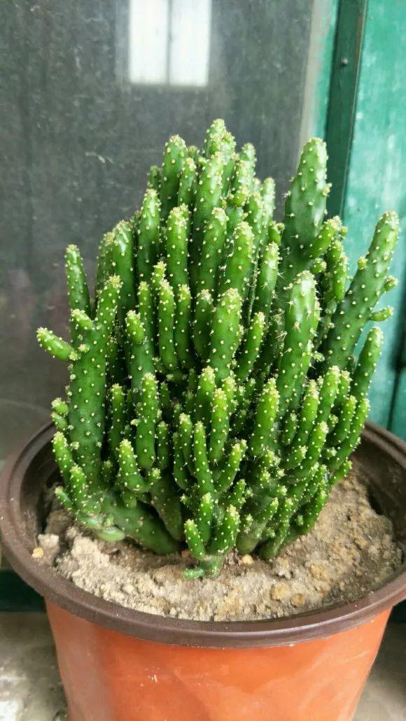 比仙人掌还好养的多肉姬珊瑚既是摇钱树也是招财手