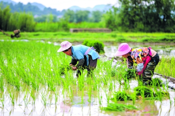 初夏时节 村民插秧忙