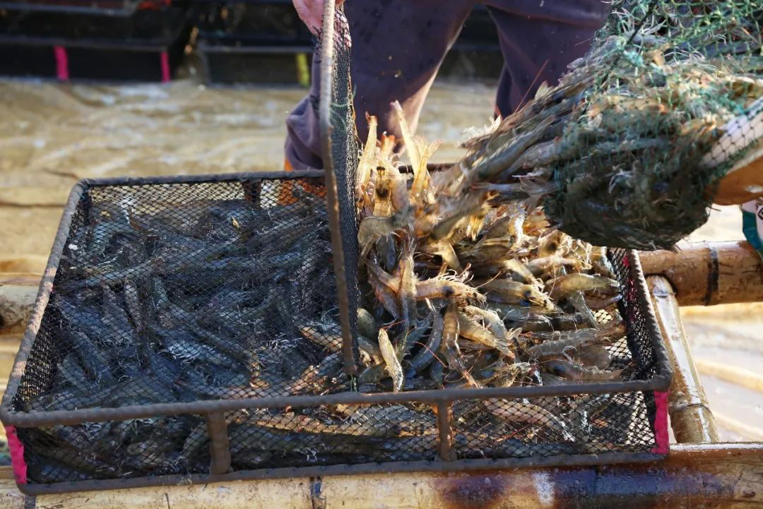 但软壳,偷死,黑鳃不断!|虾讯·烟台大乐特约|养殖户_新浪新闻