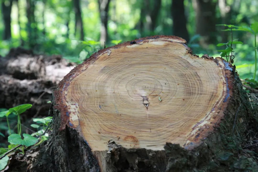 放射性碳测年迎来校正
