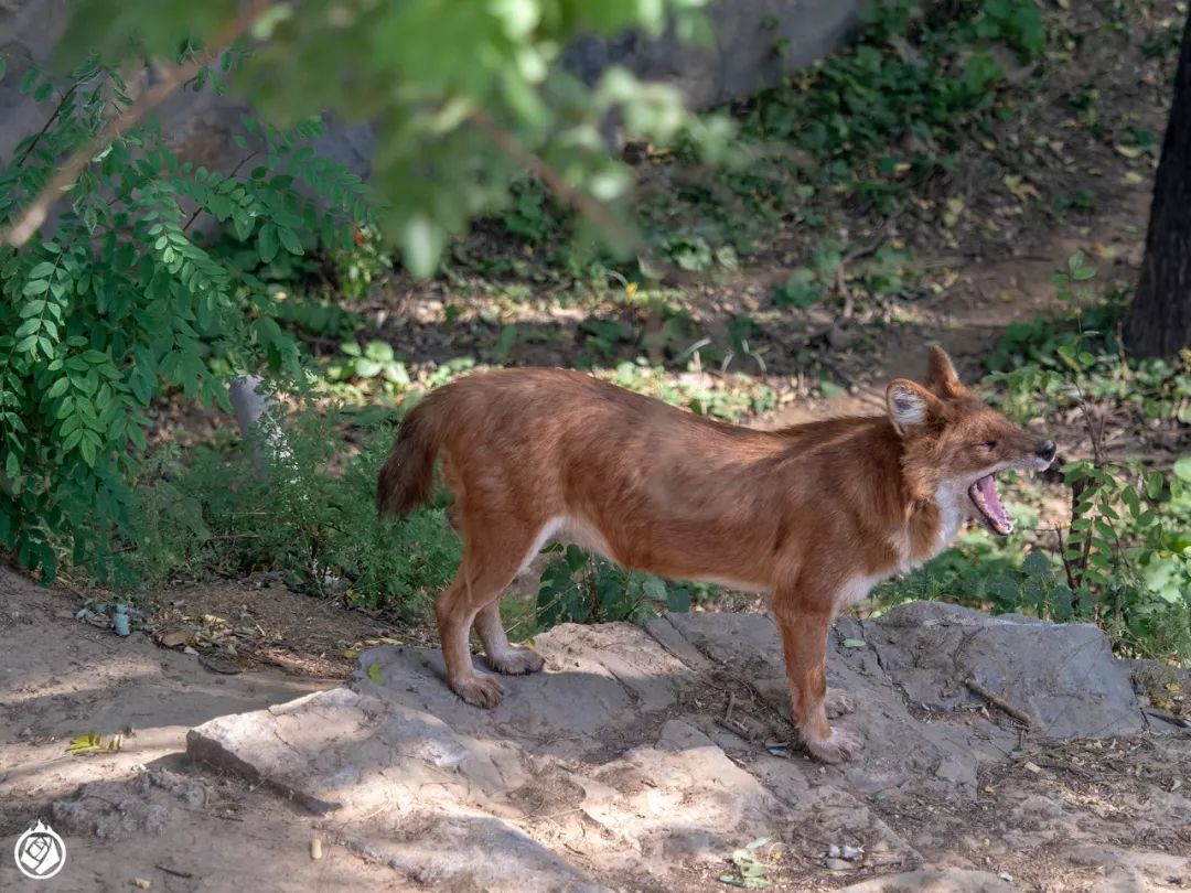石家庄动物园的豺.图片:花蚀