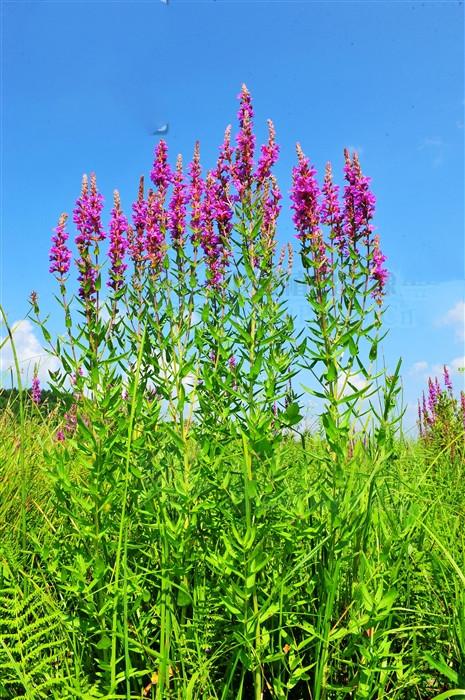 千屈菜,见过吗?清热解毒,凉血止血.用于肠炎,痢疾,便血