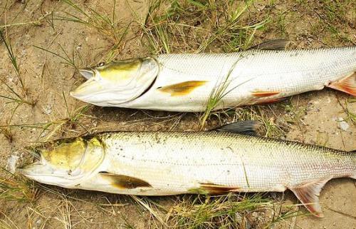 我国原生猛鱼,水中有它存在不会有其它鱼残存|鱼|鳡鱼|狗鱼_新浪新闻