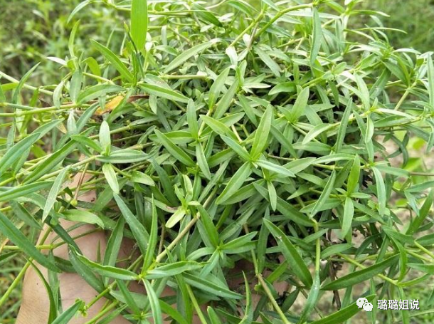 白花蛇舌草入药治病解热散瘀农民掌握种植要点稳产又增收