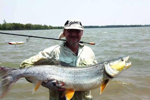 现今,除长江及与长江直接相通的湖泊中尚可捕到鱤鱼外,绝大部分的江河