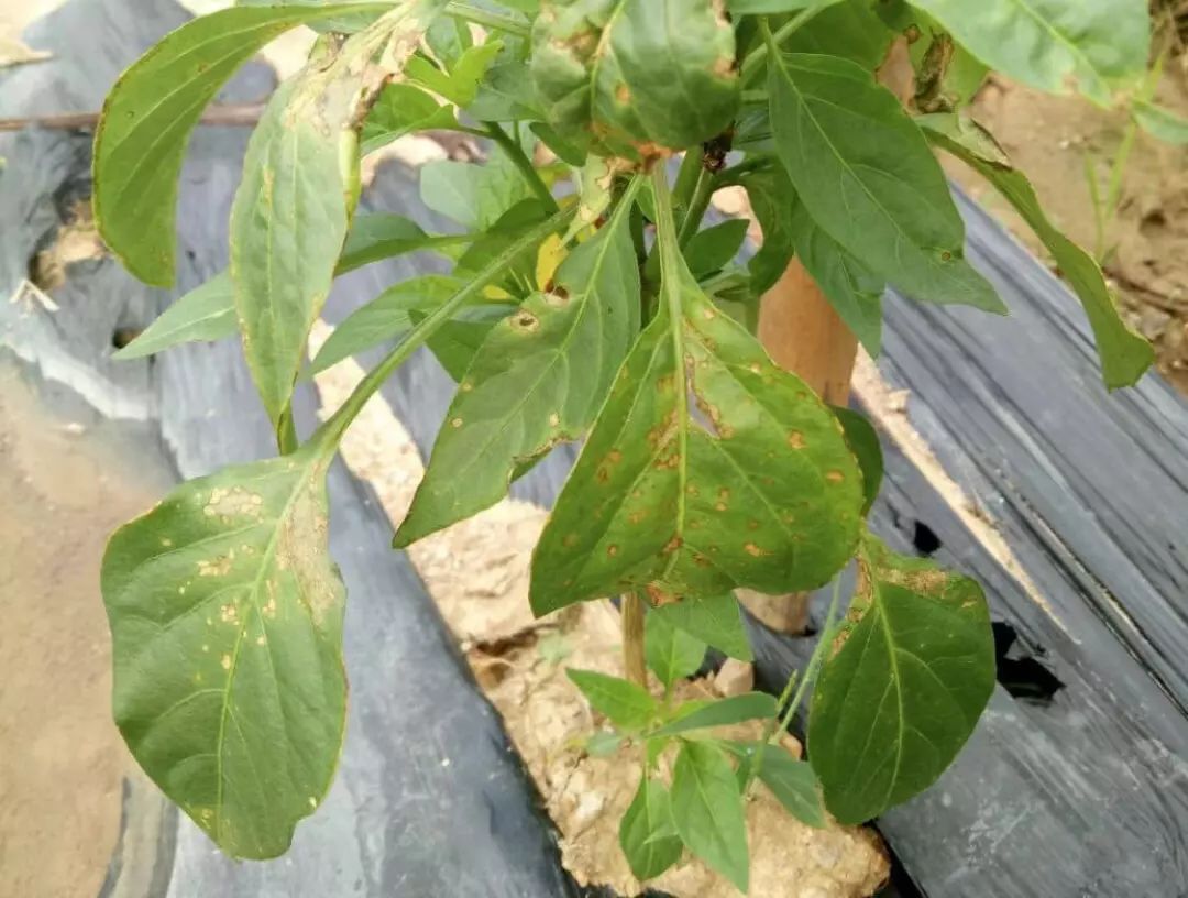 辣椒叶部常见病害合集附高清图谱