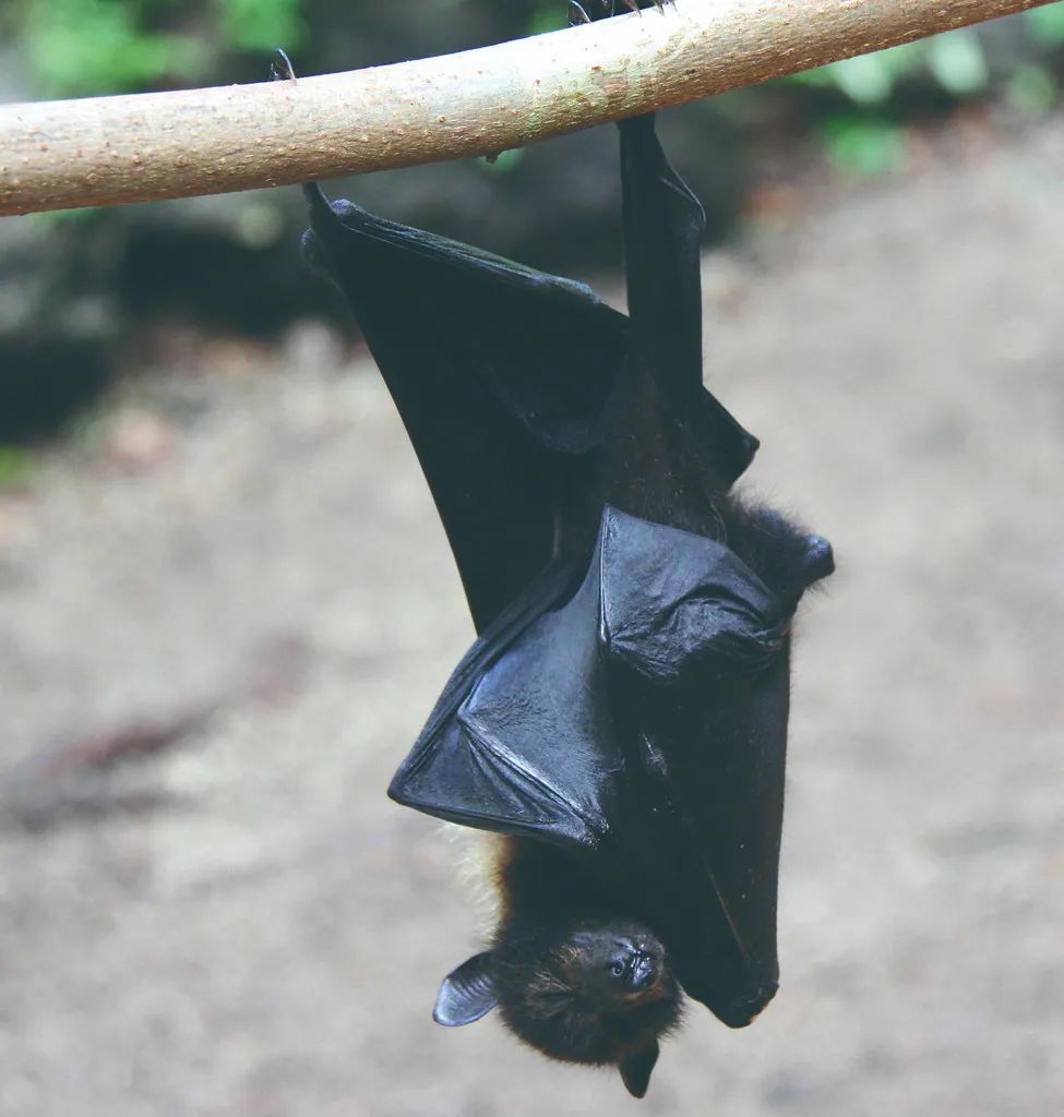 动物们的另类睡姿