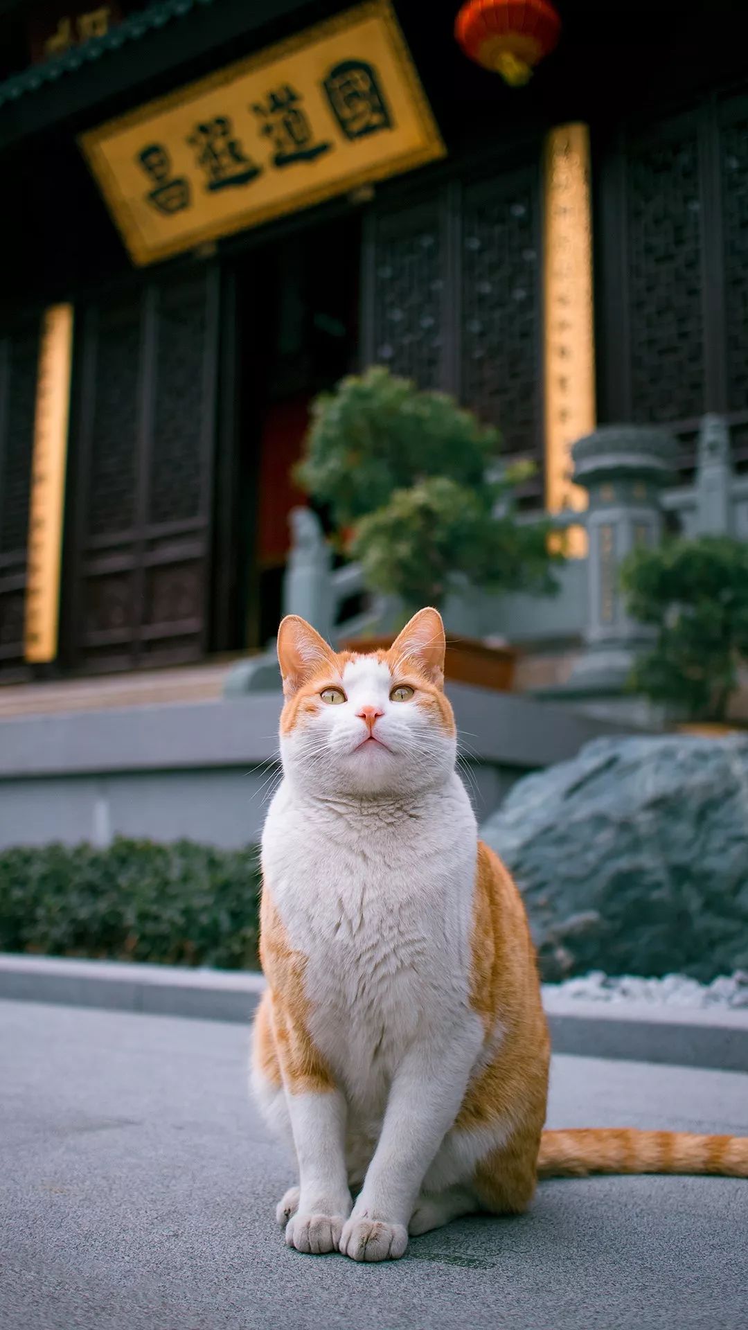每日壁纸 | 想做一只特立独行的猫