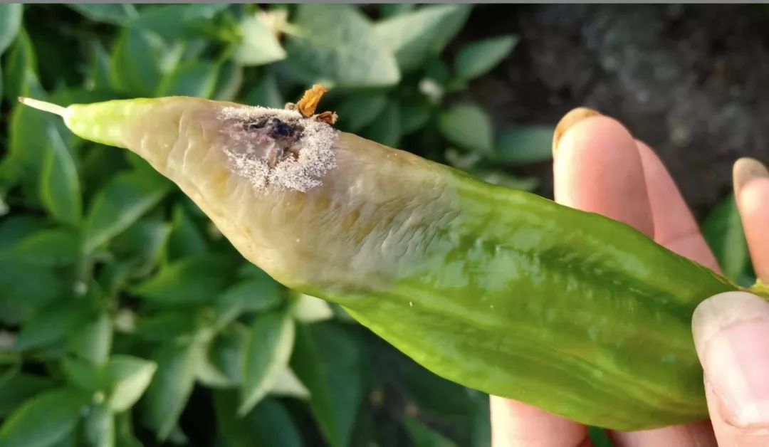 辣椒果部常发病害合集附高清图谱