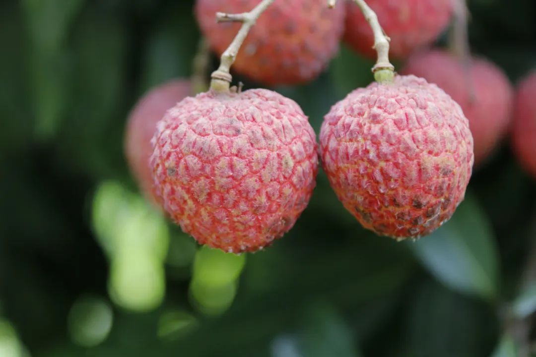 细数东莞荔枝十宗最你知道几个