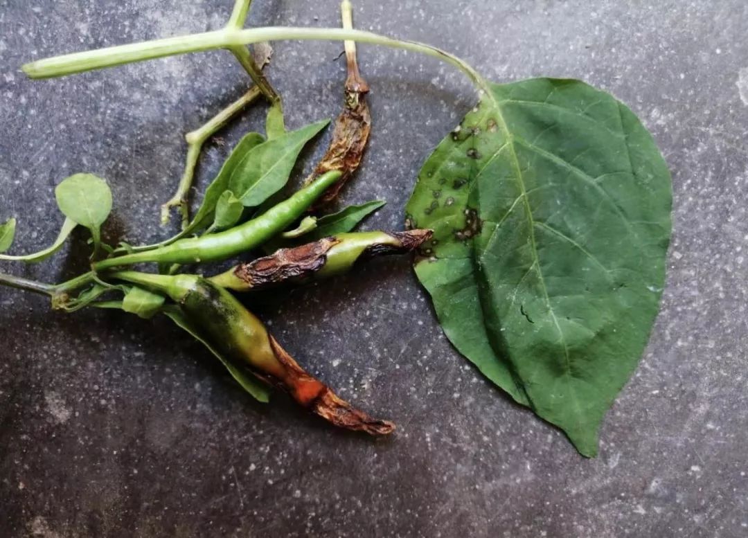 辣椒果部常发病害合集附高清图谱