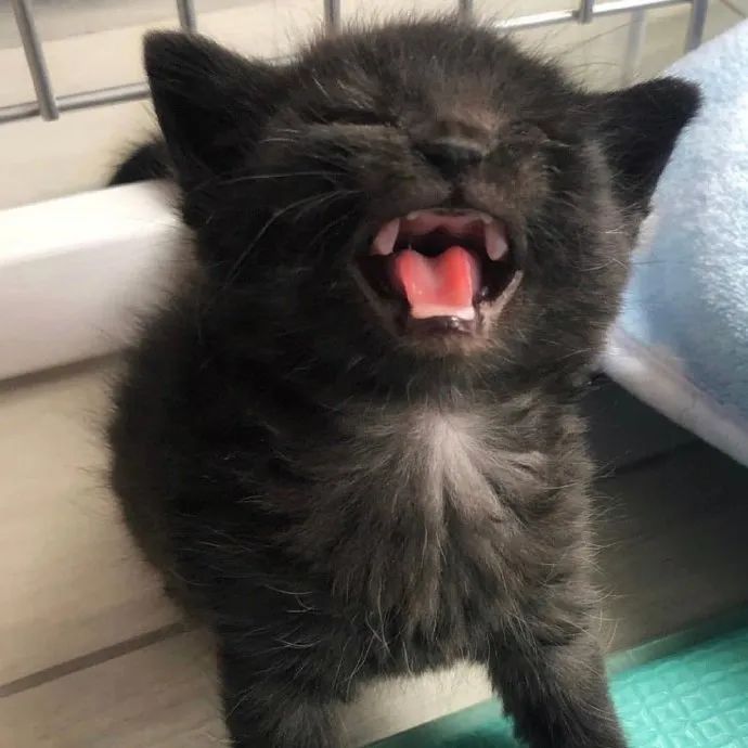 奶猫咆哮我嗷呜一声就地动山摇哦