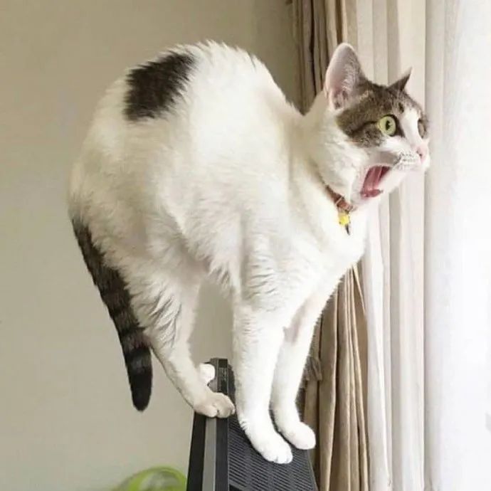 奶猫咆哮我嗷呜一声就地动山摇哦