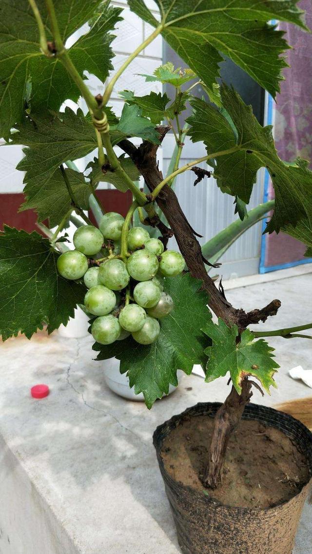 花盆里养了葡萄苗做好这几点养分足根系壮枝头挂着满串葡萄