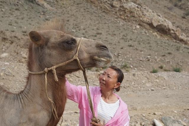 一路披荆斩棘，年迈骆驼被卖后独行100公里回家