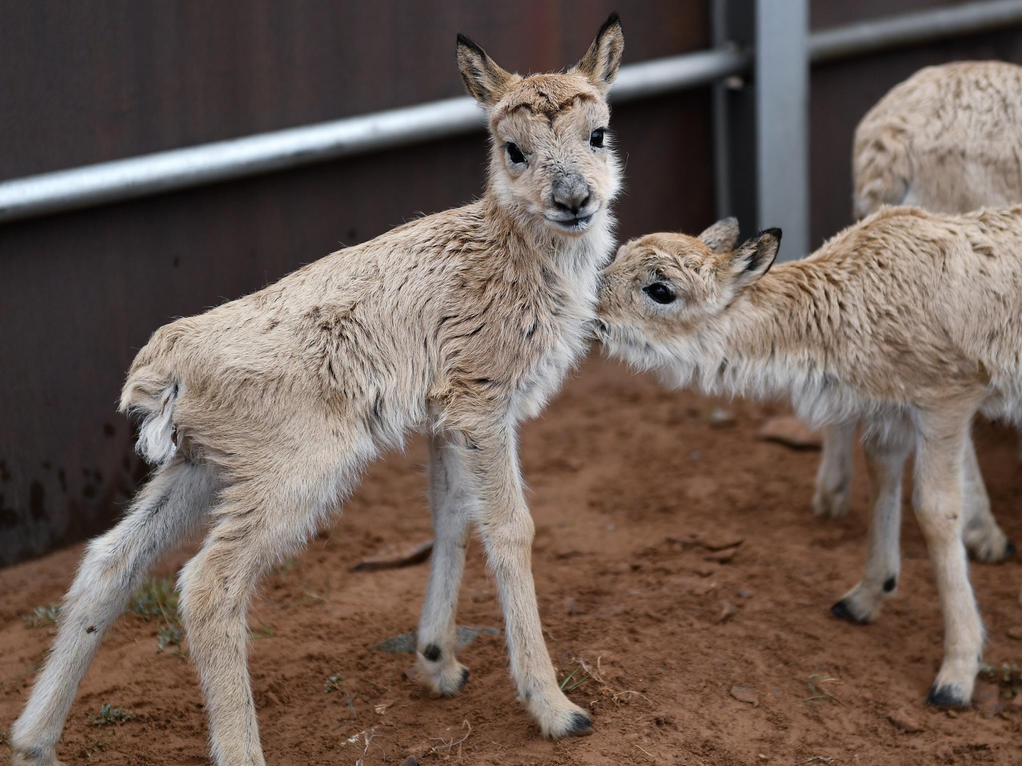 可可西里11只藏羚羊幼仔得到救助