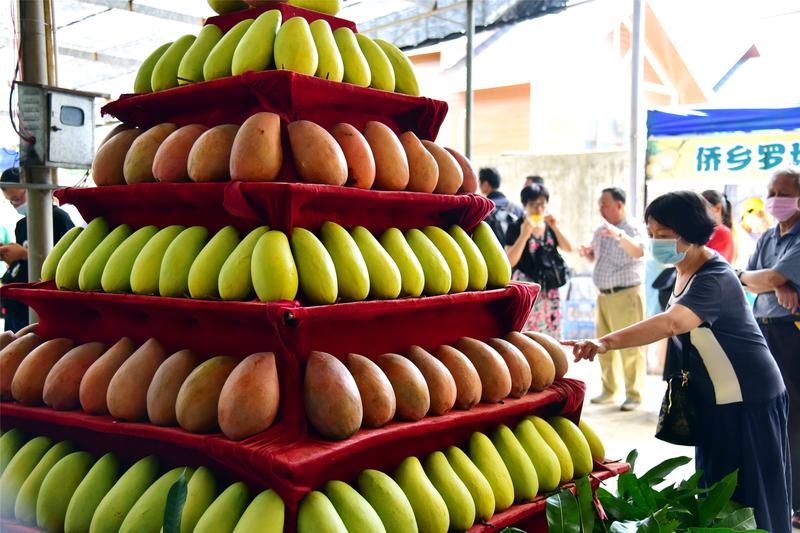 江门罗坑芒果节举行, 近千名游客分享丰收喜悦!